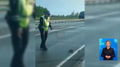 Автоинспектор и водитель спасли утят
