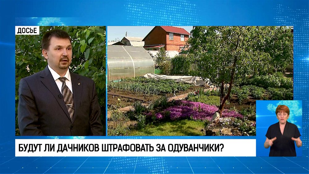 Будут ли дачников штрафовать за одуванчики?