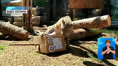 Барсу Ермаку ищут невесту