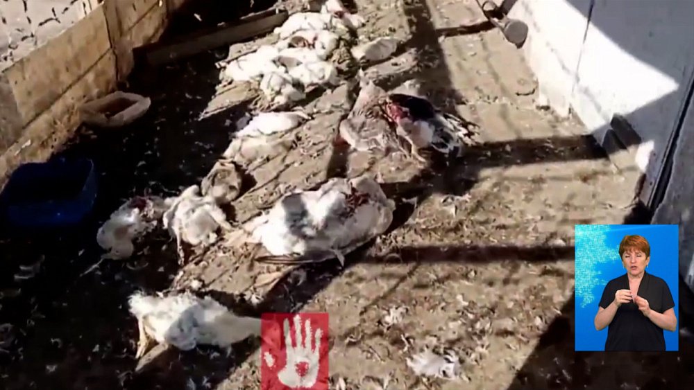 У копейчанина загрызли птиц