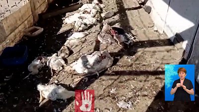 У копейчанина загрызли птиц