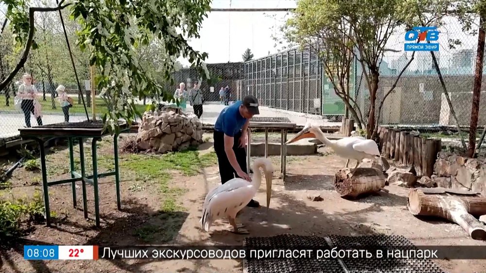 Живой репортаж — с кем дружит пеликан?