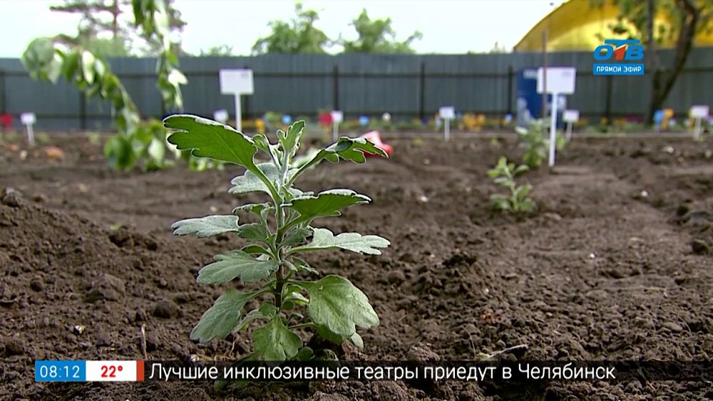 Руки садовода — как правильно посадить хризантему