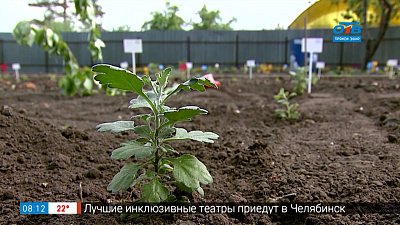 Руки садовода — как правильно посадить хризантему