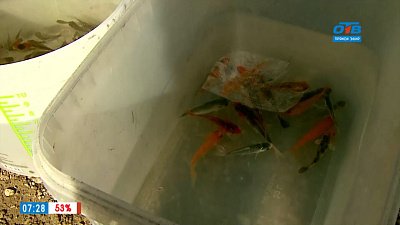 Сюжет «Золотые рыбки в челябинском карьере»