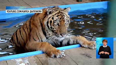 Тигр Гектор плавает в бассейне