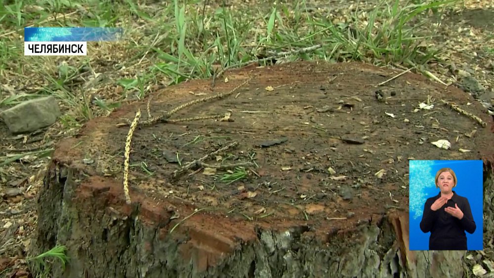 В центре спилили редкую лиственницу