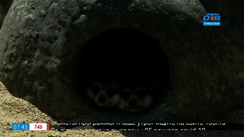 Живой репортаж — чем питаются сурикаты в Челябинском зоопарке