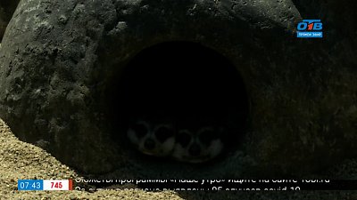 Живой репортаж — чем питаются сурикаты в Челябинском зоопарке