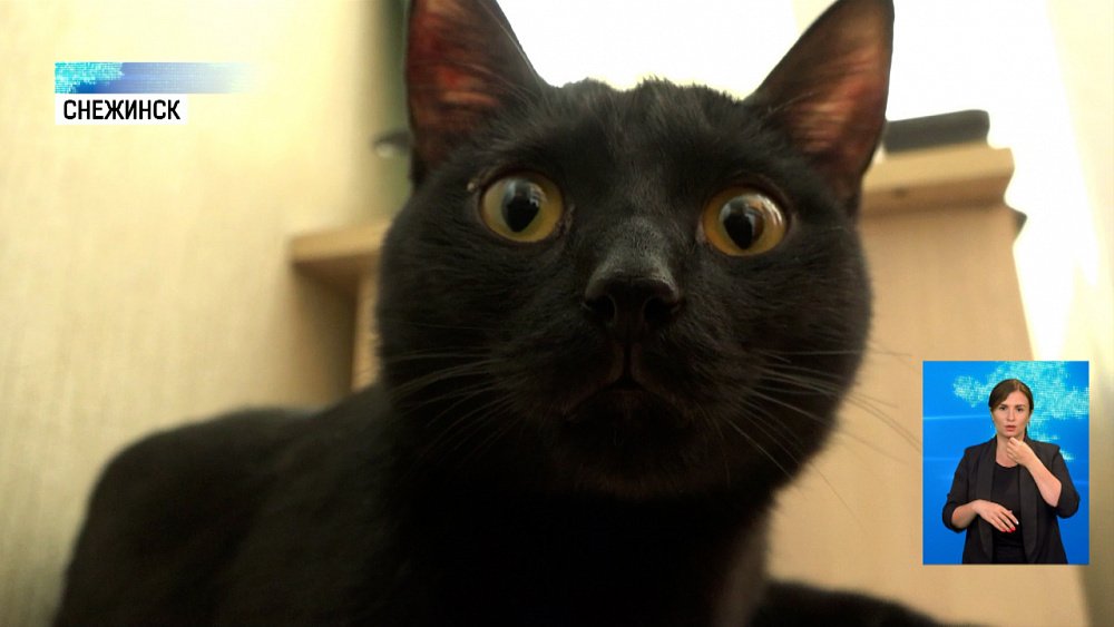 В Снежинске из вентиляции спасли кота