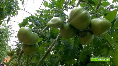 Зеленая передача 03.06.2021