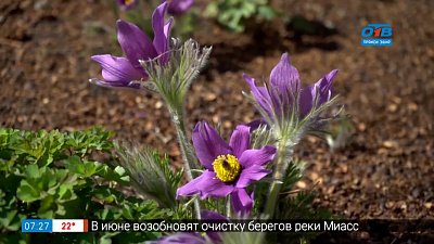 Руки садовода — первоцветы в саду