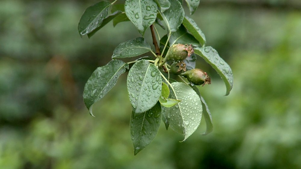 Садоводы справились с майской жарой