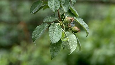 Садоводы справились с майской жарой