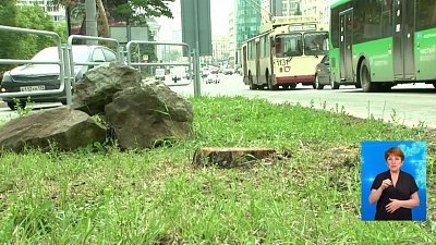 Виновные в спиле деревьев наказаны