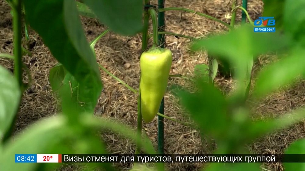 Руки садовода — Нанесем удар по вредителям!