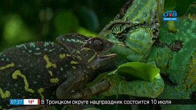 Живой репортаж — хамелеоны на прогулке