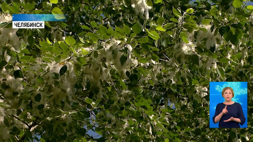 Челябинцы мучаются от аллергии на пух