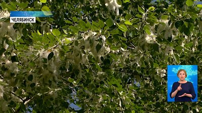 Челябинцы мучаются от аллергии на пух