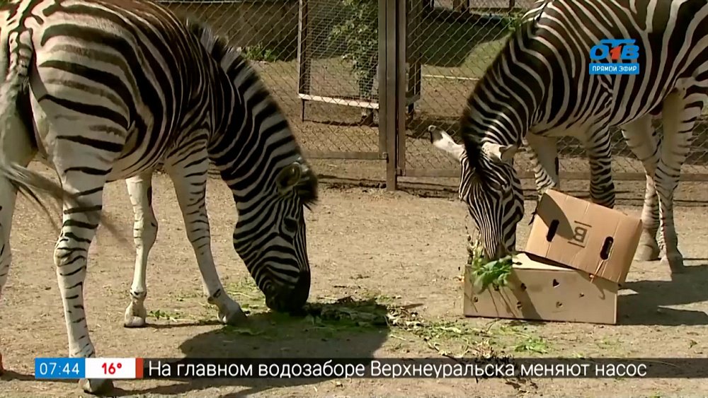 Живой репортаж — как живут зебры Анри и Зефирка