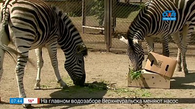 Живой репортаж — как живут зебры Анри и Зефирка