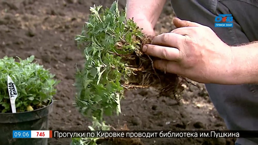 Руки садовода — как размножать хризантему