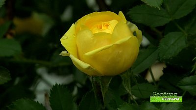 Зеленая передача 10.06.2021