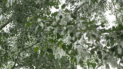 Пуховая атака