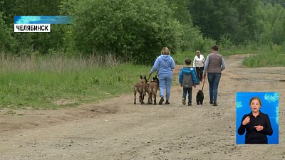 Длину поводка для собак могут ограничить