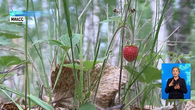 В Миассе поспела земляника