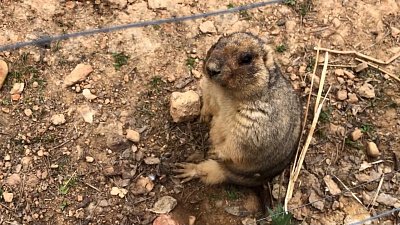 Сурок Соня появилась на новом видео из Челябинского зоопарка