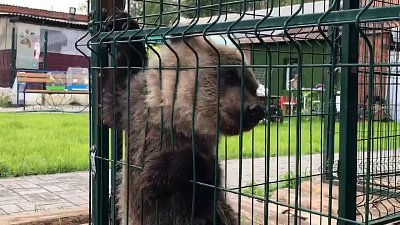 У «пляжного» медвежонка из Чебаркуля появился друг