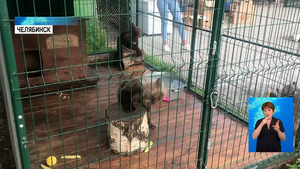 В челябинский приют передали медведя