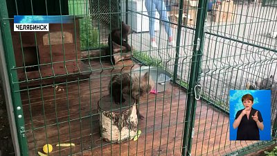 В челябинский приют передали медведя