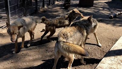Видео из зоопарка: волки и лисы сбрасывают зимние шубы