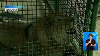 Спасенному льву Симбе исполнилось 2 года