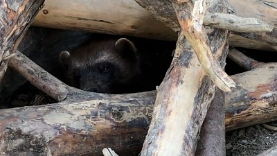 Росомаха из Челябинского зоопарка попала на видео, когда спасалась от жары