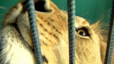 Ирина Текслер поздравила львёнка Симбу с днём рождения