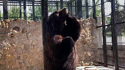 Мишка освежился под душем: видео из Челябинского зоопарка