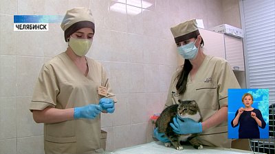 Животных прививают от коронавируса