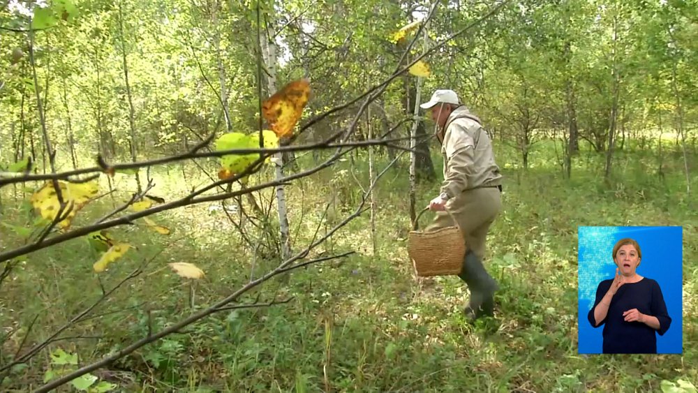 Ягодник потерялся в лесу