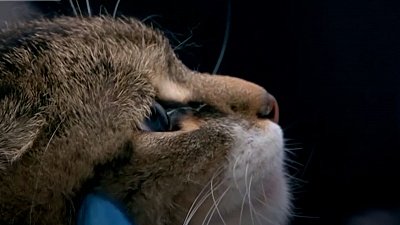 В Челябинске прививки от коронавируса начали ставить собакам и кошкам