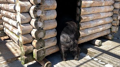 Сложное утро гималайских медведей попало на видео