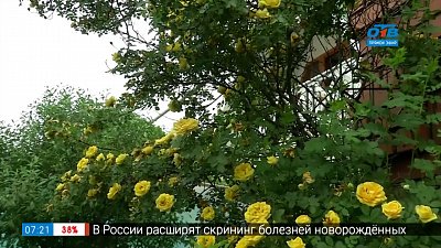 Руки садовода — розы, которые могут зимовать без укрытия