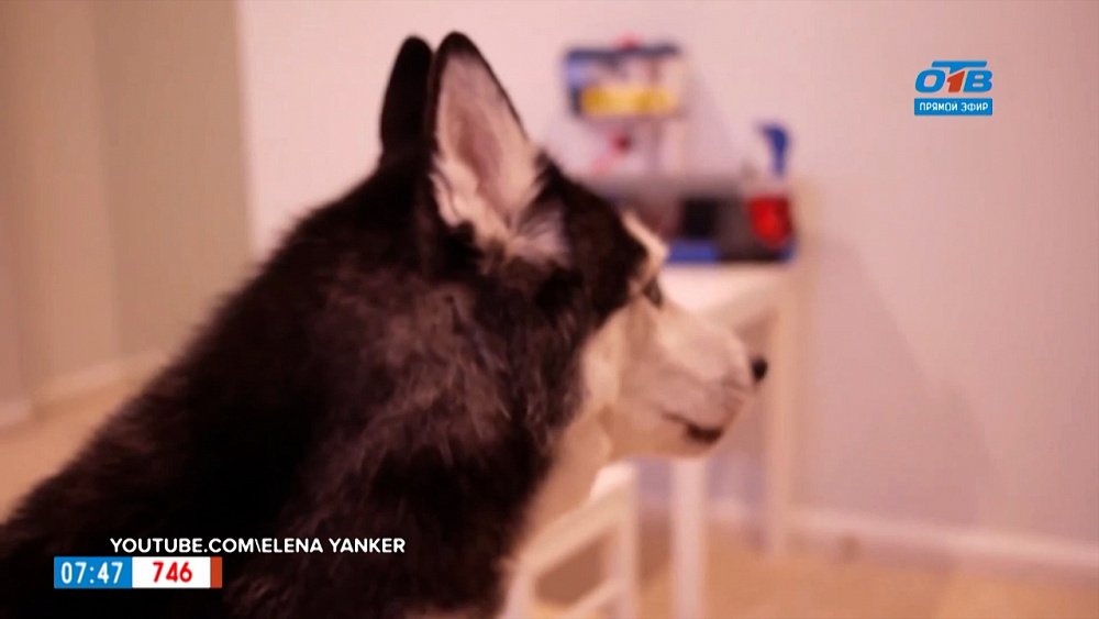 Добавь обороты — фразеологизм «собаку съел»