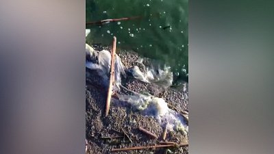 Зелёная вода, белая пена: видео с Шершнёвского водохранилища