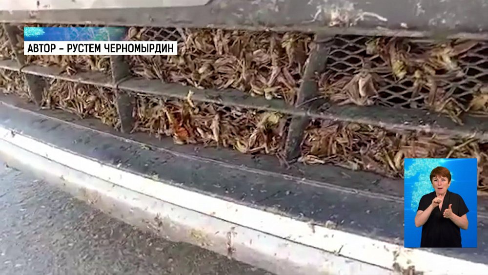 На границе Башкирии — нашествие саранчи