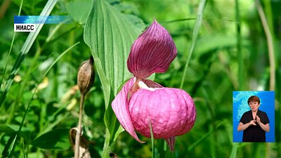 Под Миассом зацвели краснокнижные орхидеи