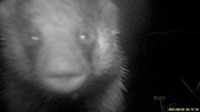 «Всем, кто меня видит, — привет!», — видеопослание от барсука с Таганая