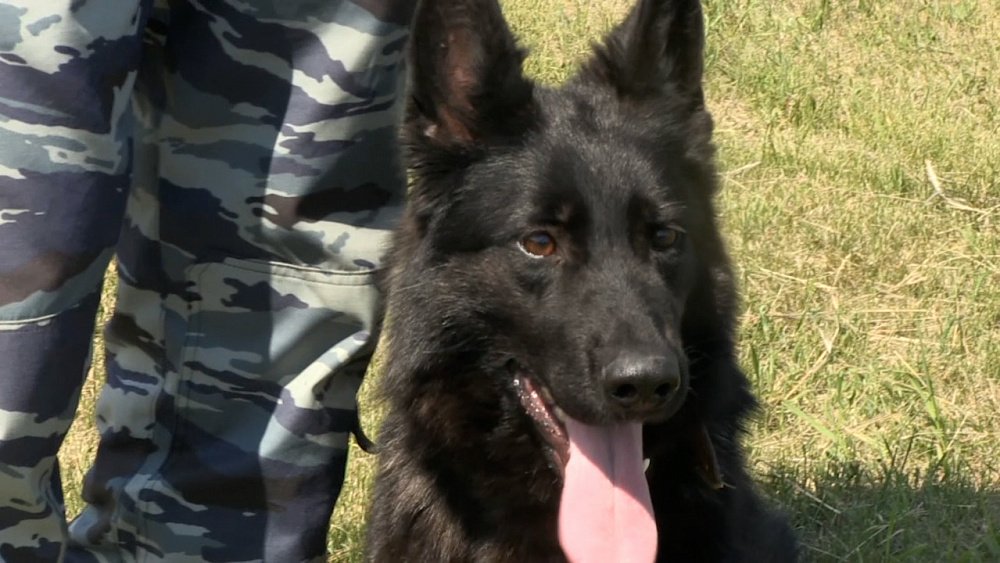 Миасские кинологи стоят на страже Родины